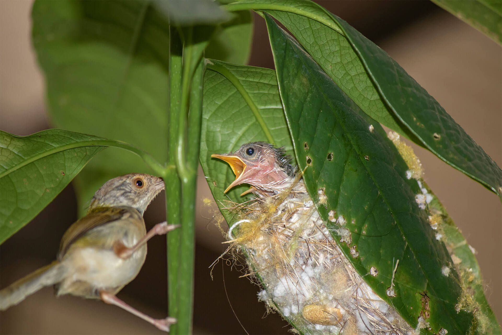 Common Tailor bird ( Orthotomus sutorius ) feeding the baby bird