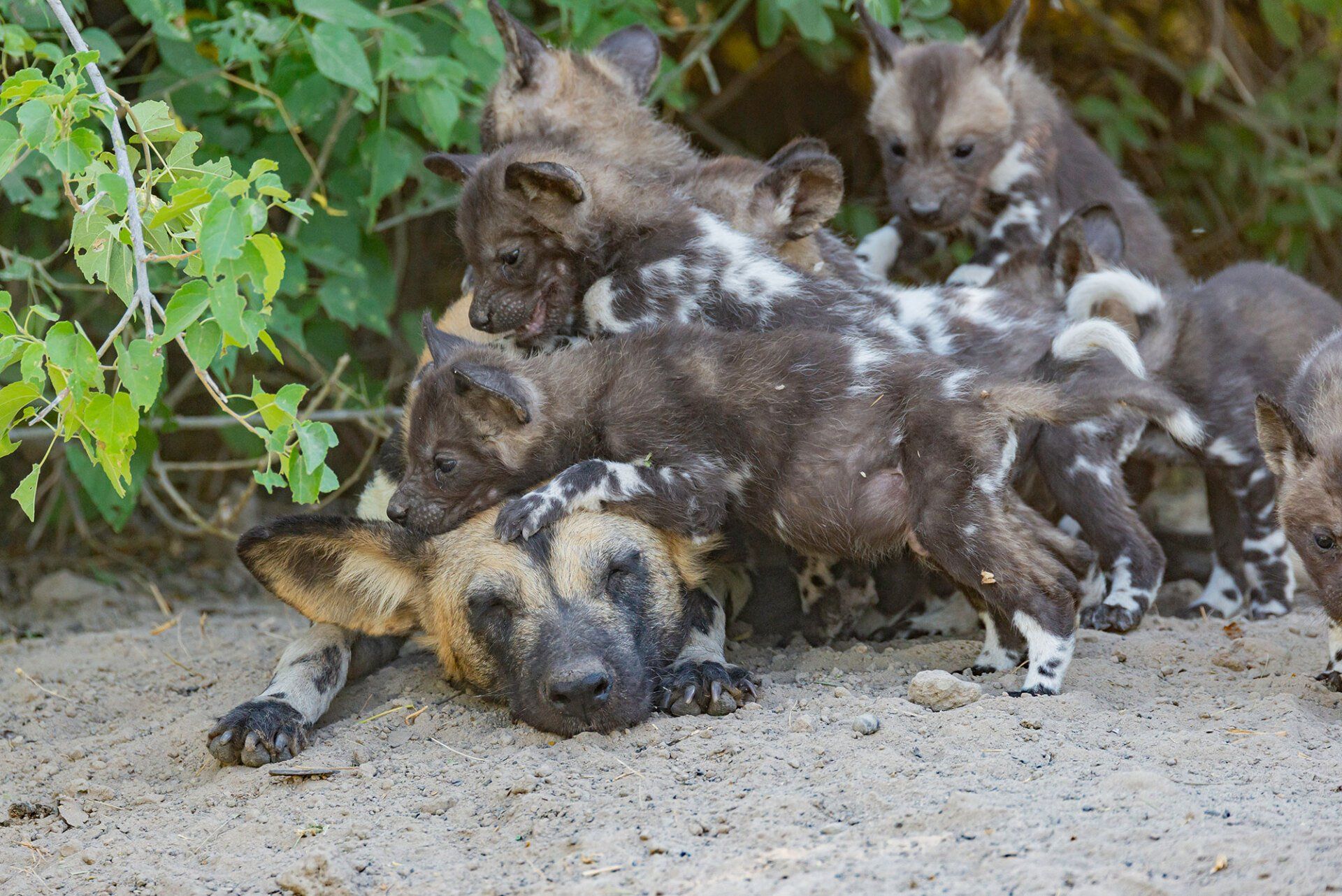 beautiful wild dogs / painted dogs puppies playing in okavango delta Botswana