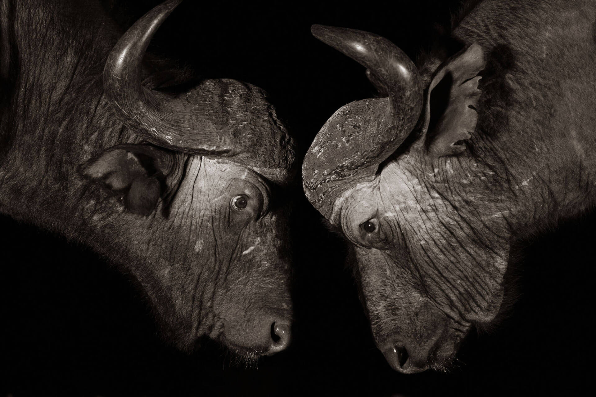 Two African buffalos confronting each other in the dark