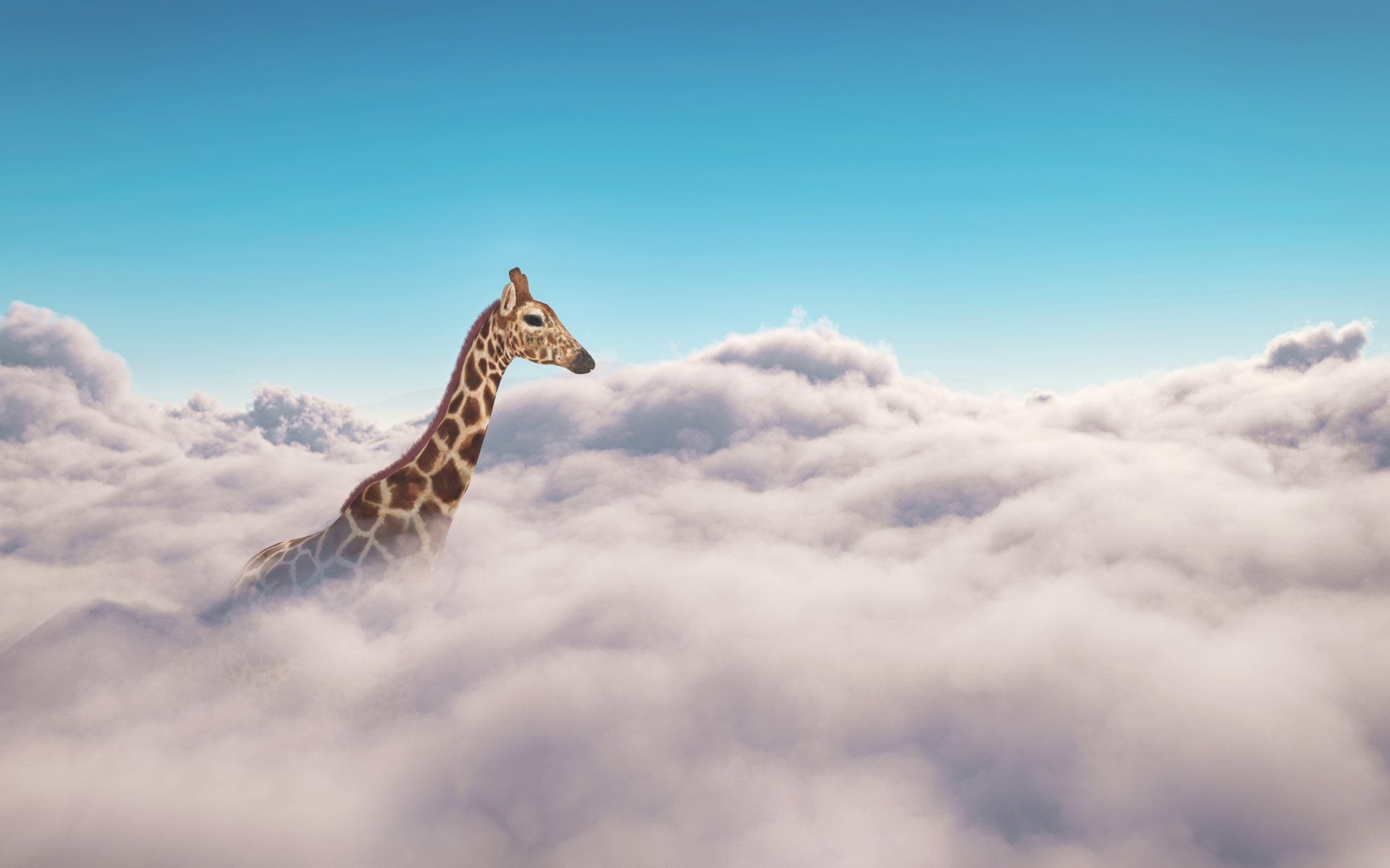 Giraffe image