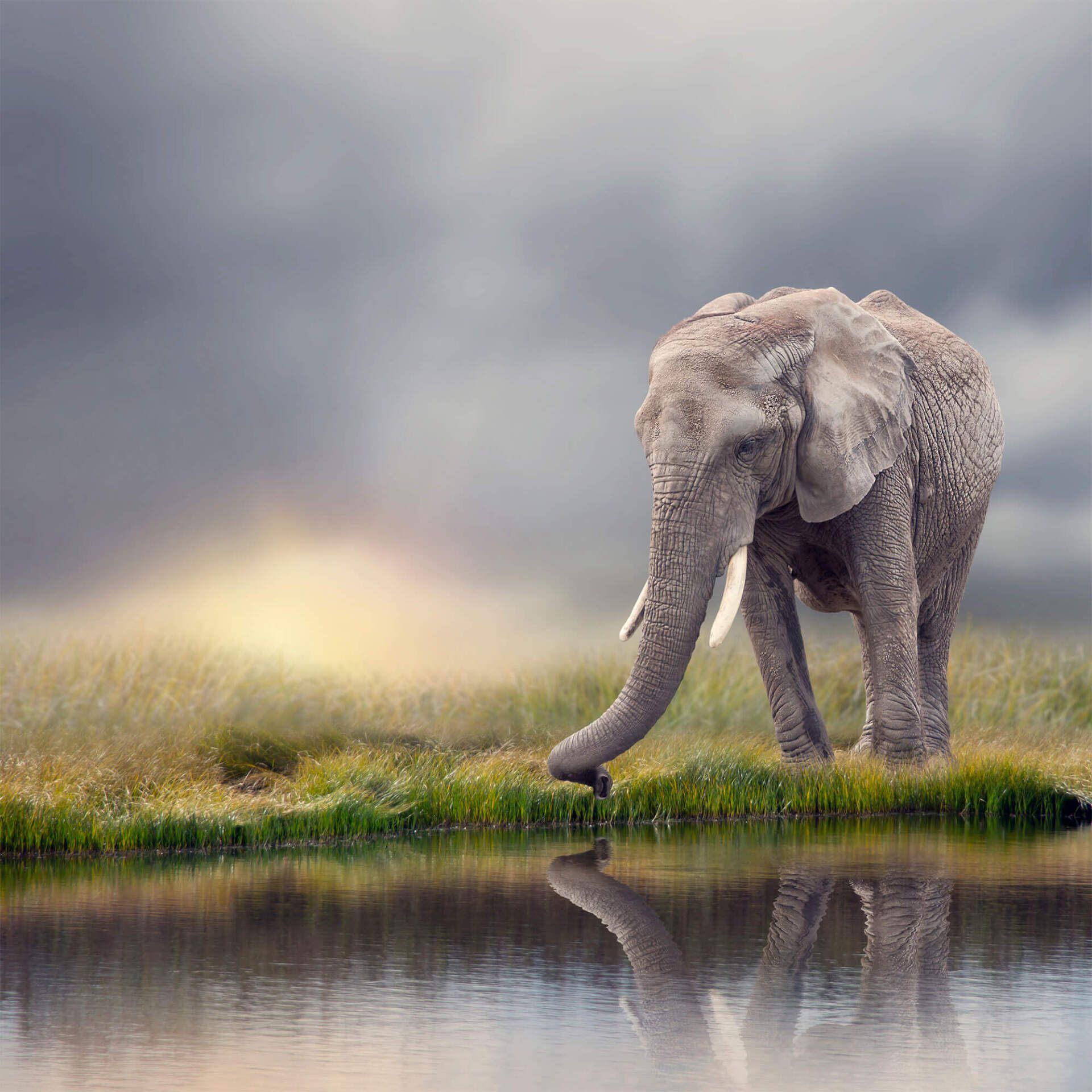 African Elephant near water at sunset with reflection