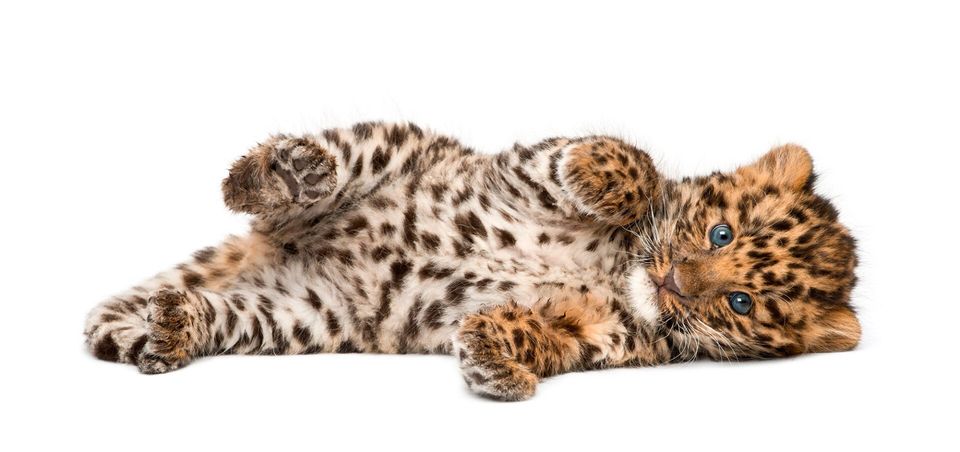 Amur leopard cub, Panthera pardus orientalis, 9 weeks old, lying against white background