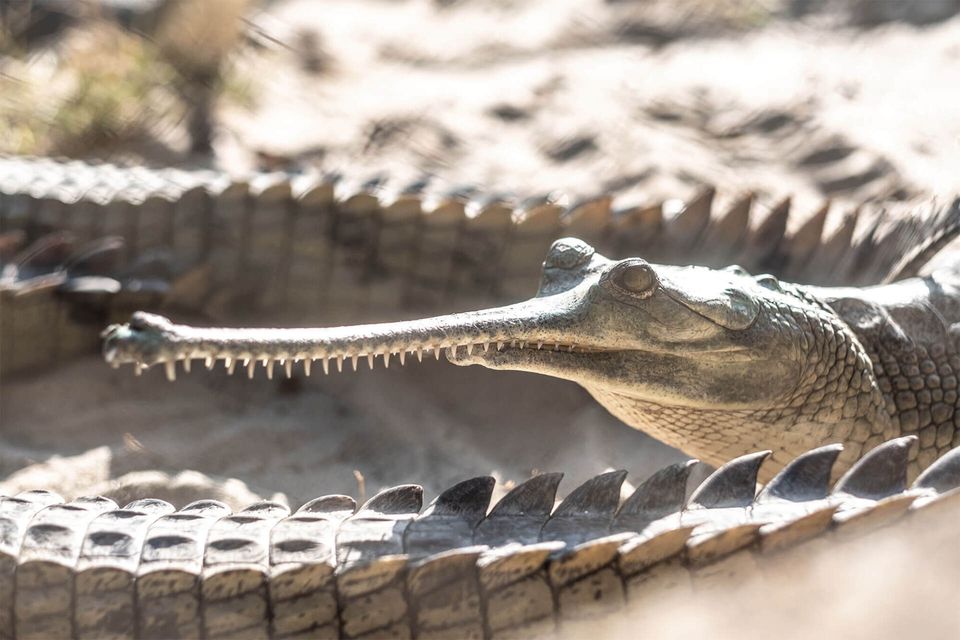 Gharial (crocodile) with half a beak