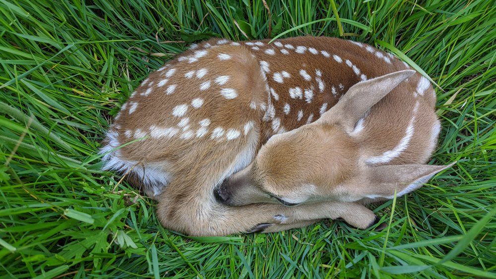 Fawn in tall grass in field