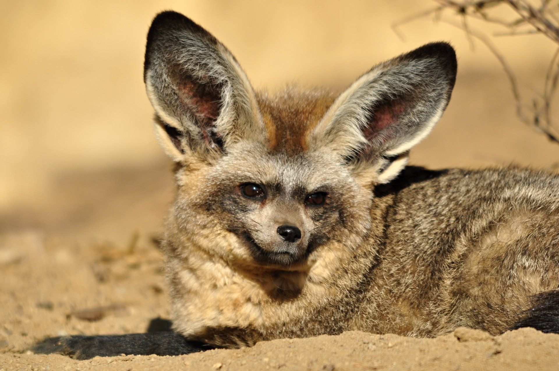 The farmer's best friend: The bat-eared fox.