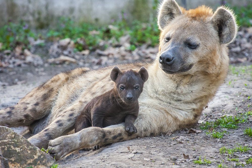 spotted hyenas