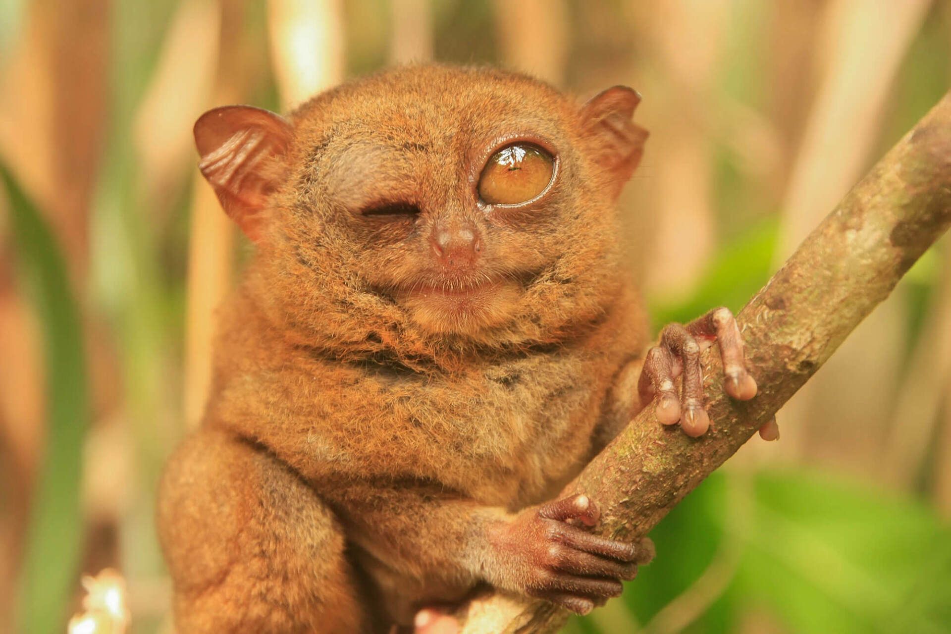 Tarsiers