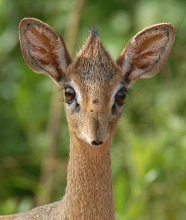 Dik dik close up