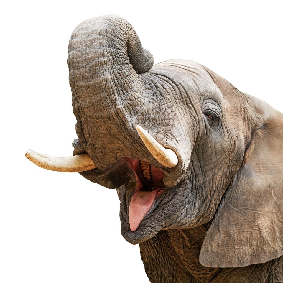 Closeup of elephant with mouth open and trunk over head. Isolated on white