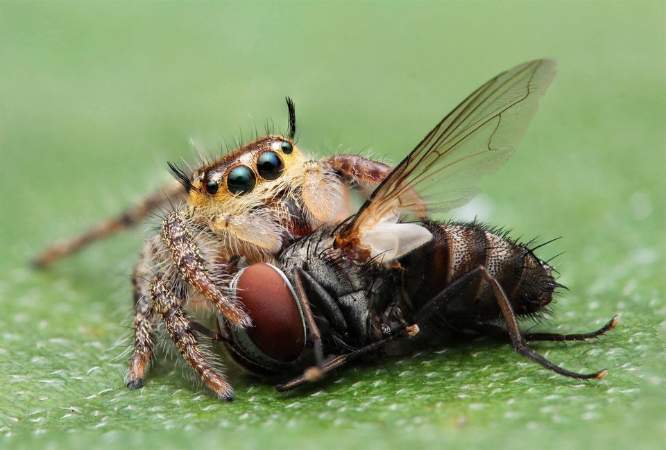 jumping spider eating a fly