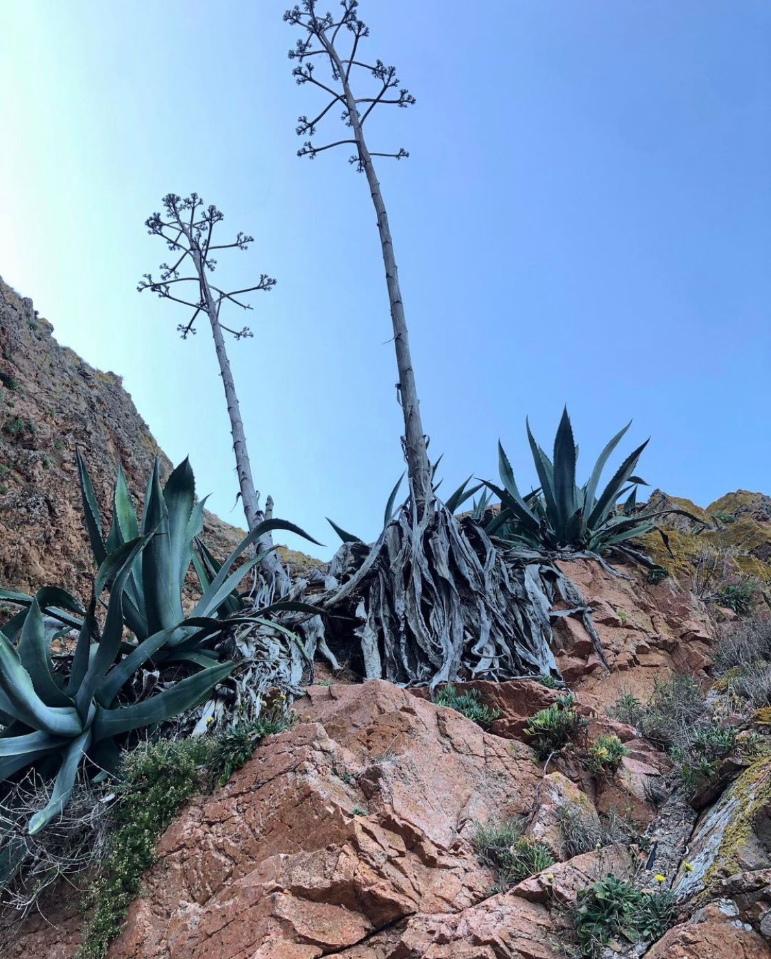 A cactus is growing on top of a rocky hillside.