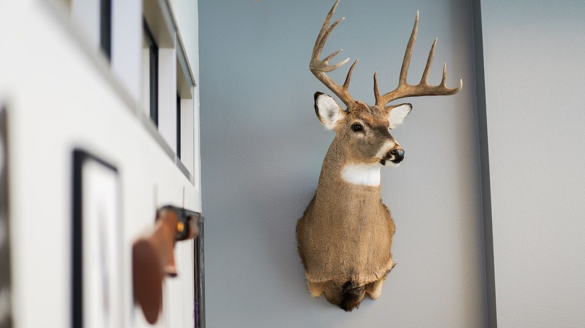 Deer head taxidermy mounted on a light blue wall, next to a white wall with framed art.
