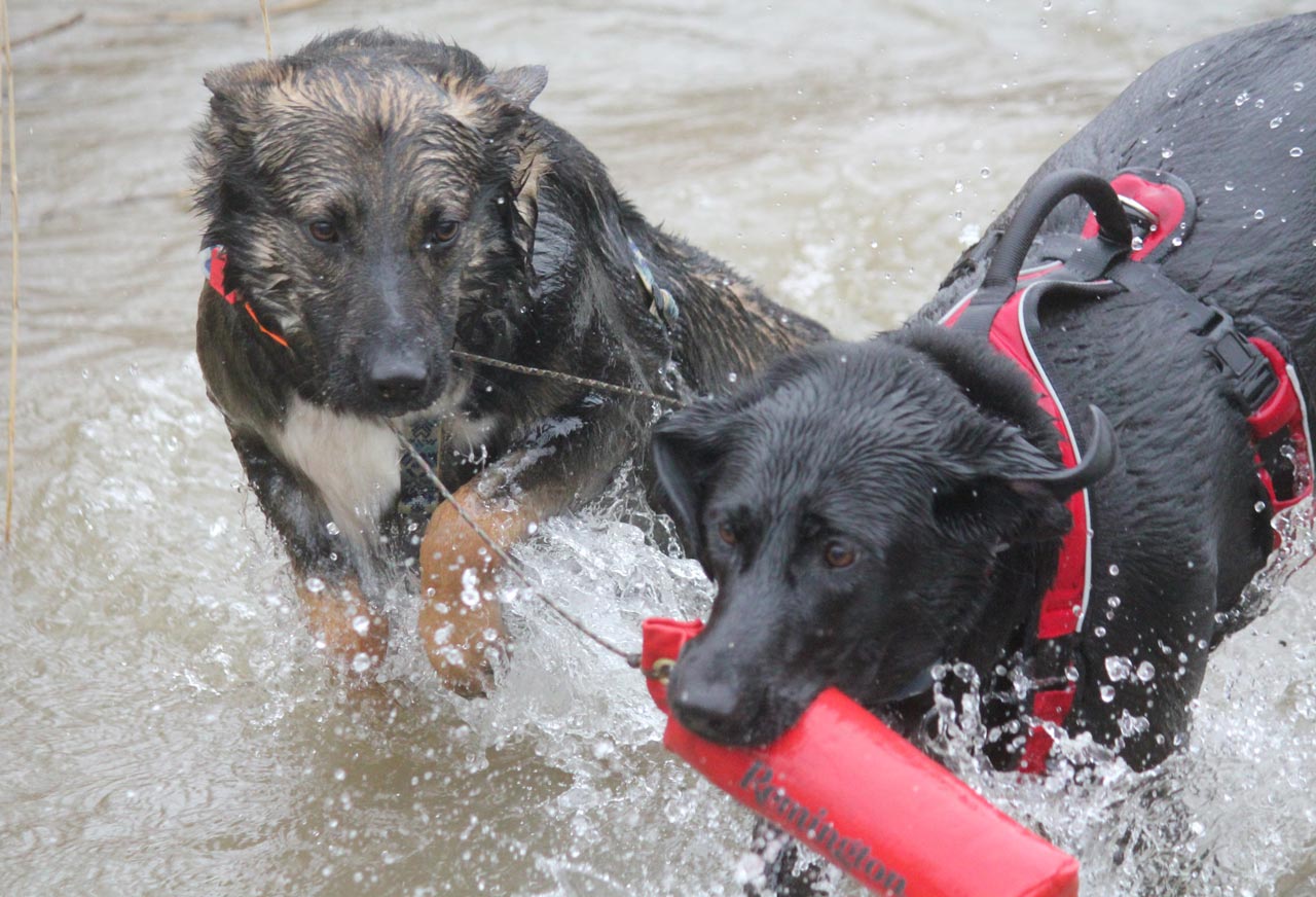 Alena Atwoods — Joseph, IL — St. Joseph Animal Hospital