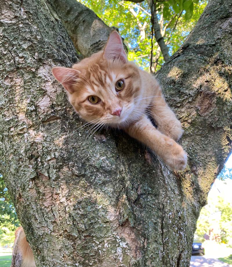 Archie Dickers — Joseph, IL — St. Joseph Animal Hospital