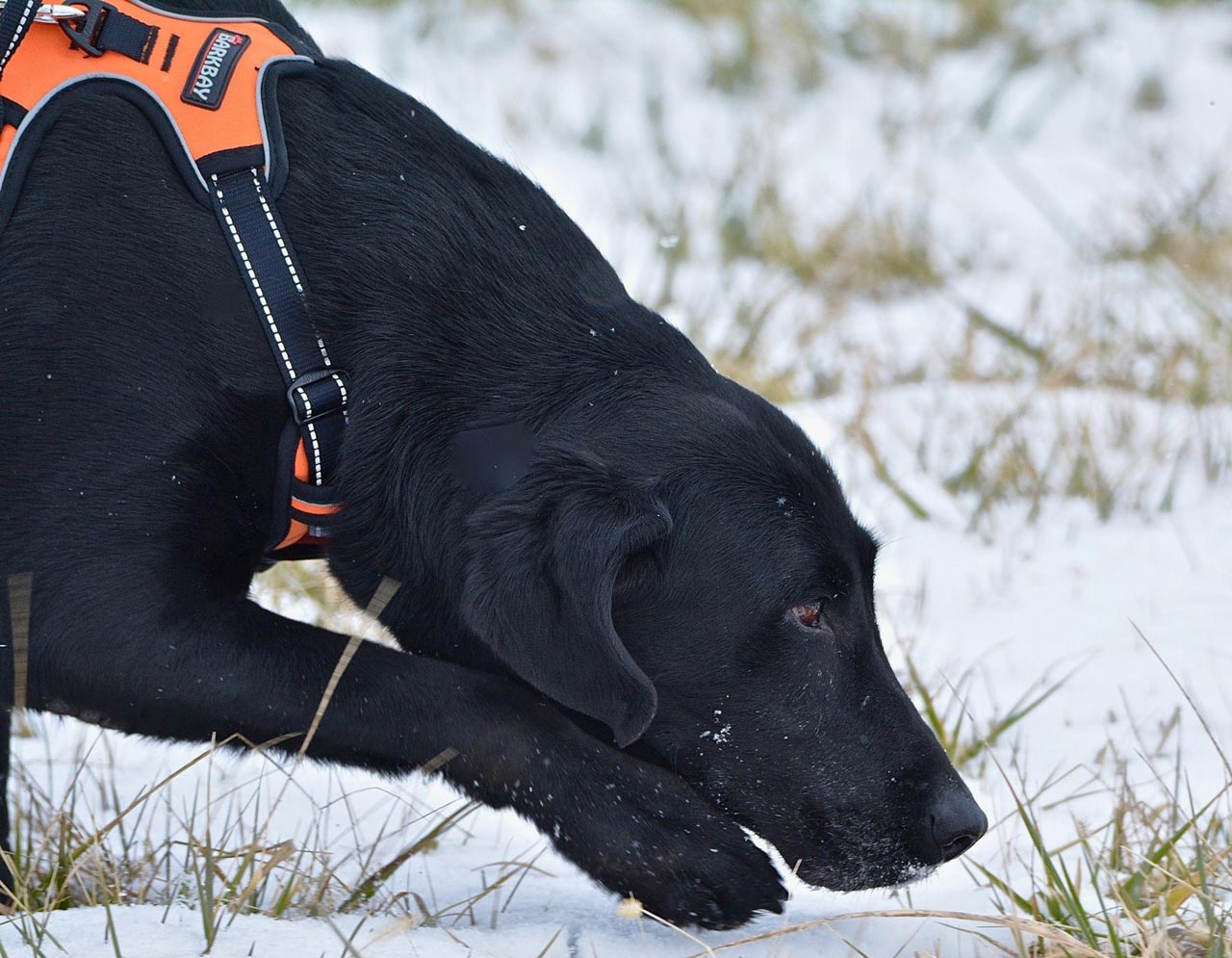 Arson Davis — Joseph, IL — St. Joseph Animal Hospital