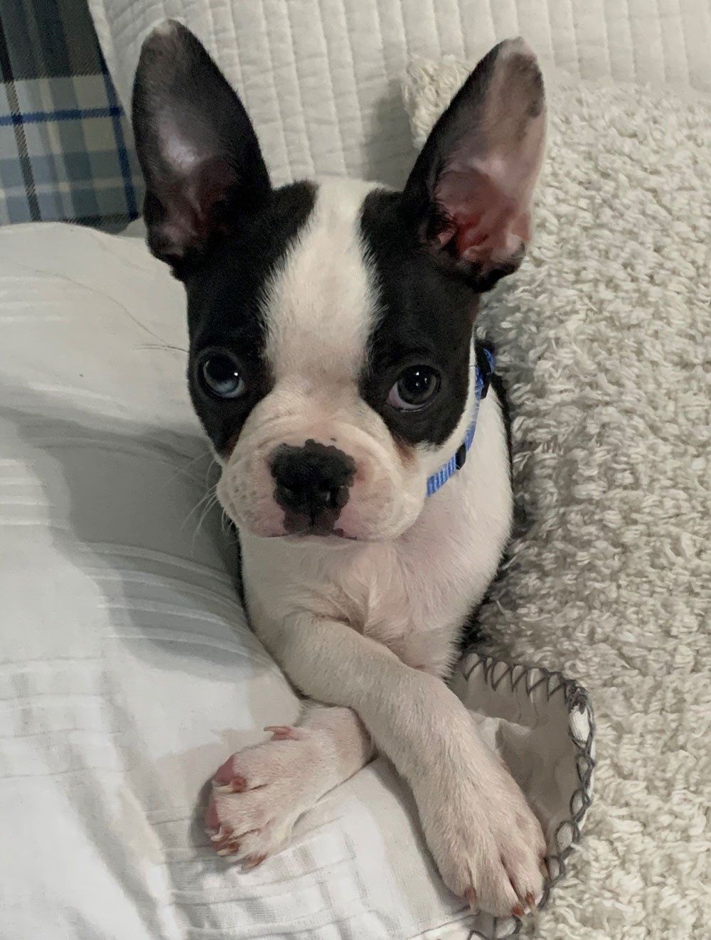 Arthur Frerichs — Joseph, IL — St. Joseph Animal Hospital