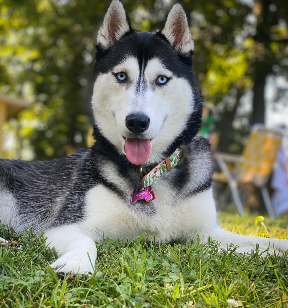 Aspen Campbell — Joseph, IL — St. Joseph Animal Hospital