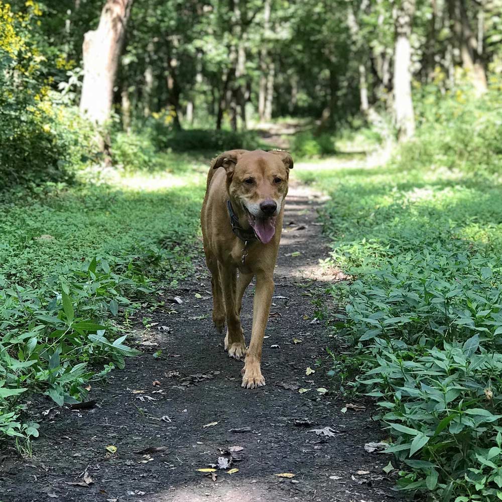 Beau-S — Joseph, IL — St. Joseph Animal Hospital