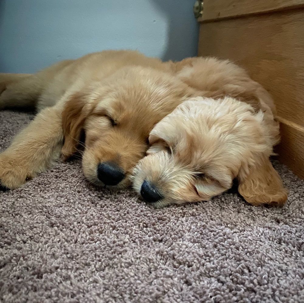 Bella and Cosmo Stevens — Joseph, IL — St. Joseph Animal Hospital