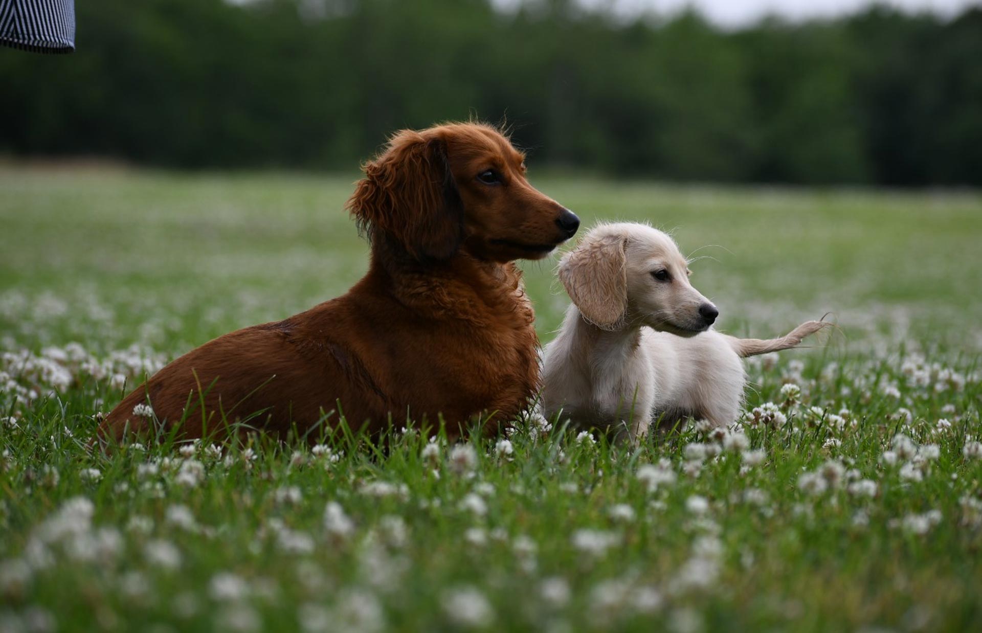 Brooke Hudson's — Joseph, IL — St. Joseph Animal Hospital