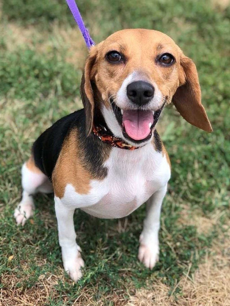Cali Palmisano — Joseph, IL — St. Joseph Animal Hospital