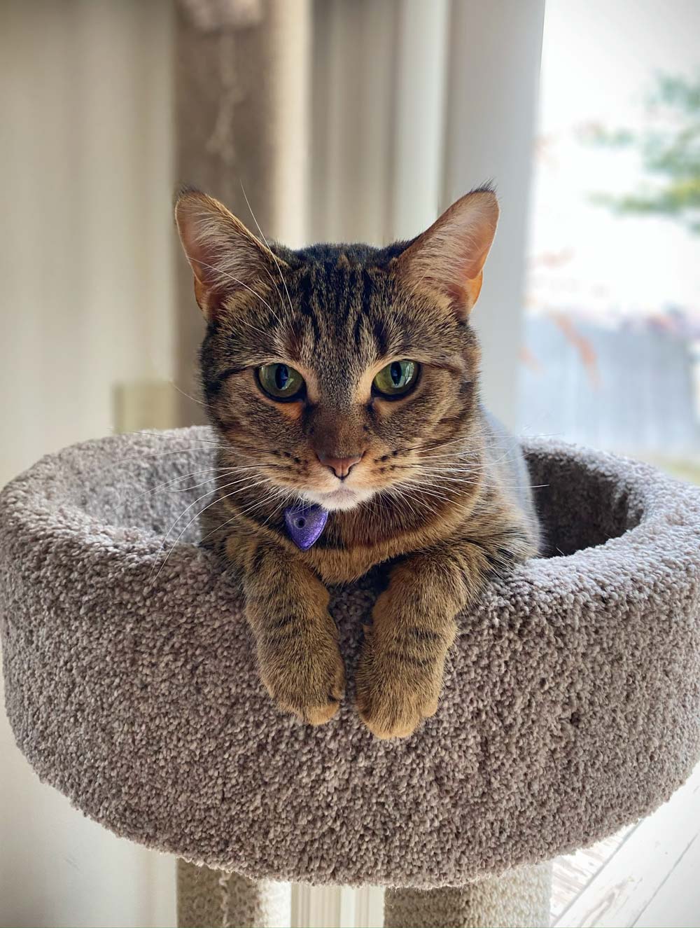 Cat Campbell — Joseph, IL — St. Joseph Animal Hospital