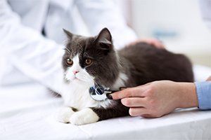 Veterinary — Veterinarian Examining a Cat in St. Joseph, IL