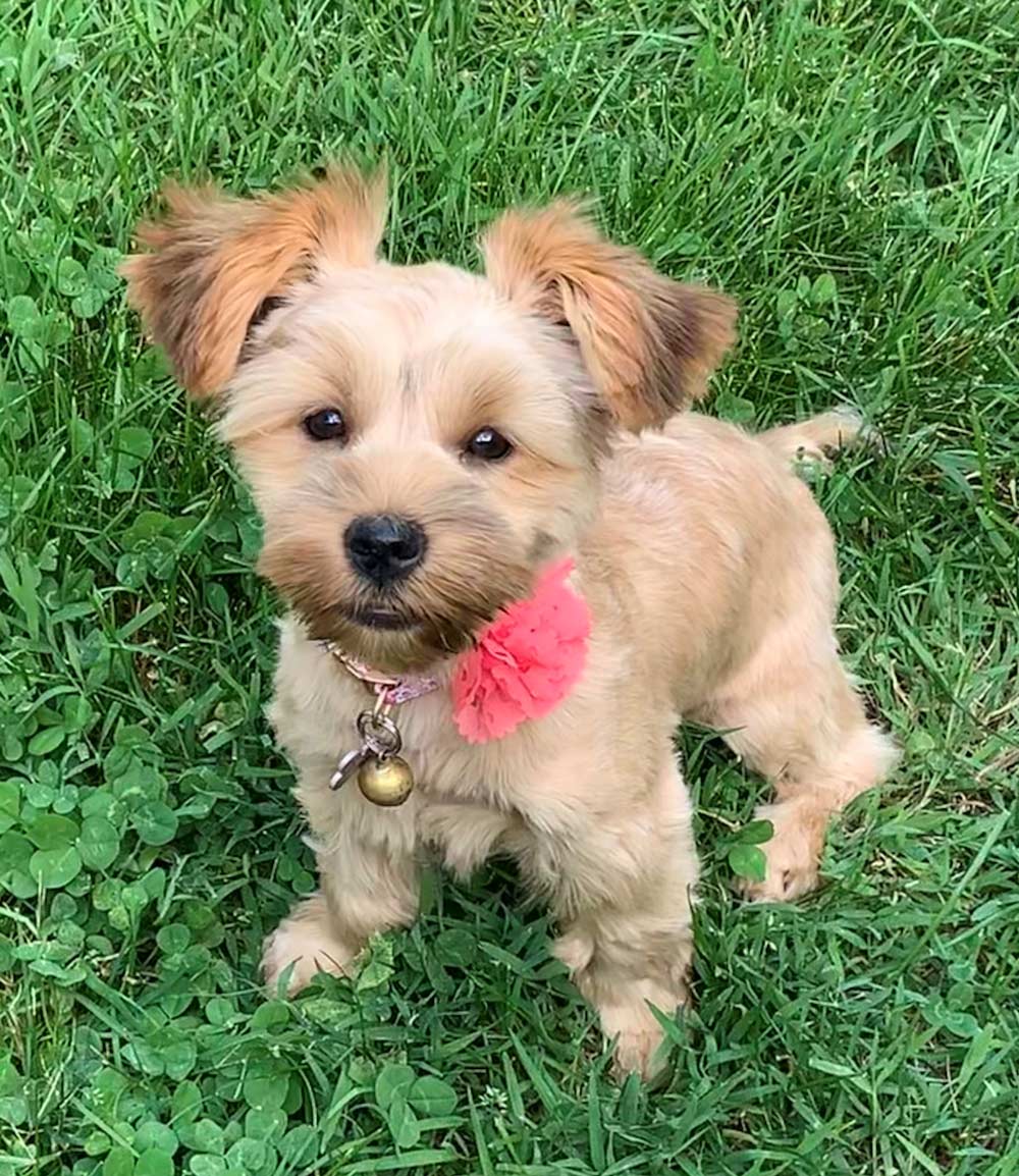 Halley, Moki — Joseph, IL — St. Joseph Animal Hospital