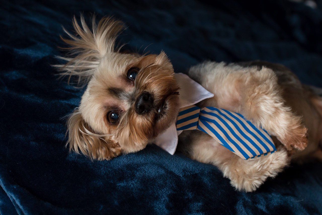 JD Daniel — Joseph, IL — St. Joseph Animal Hospital