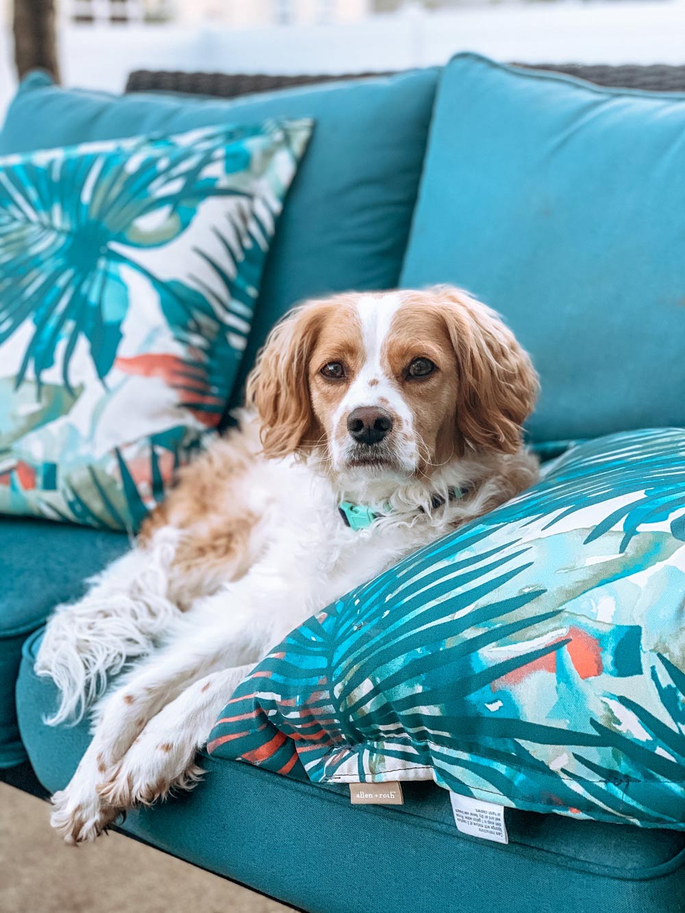 Jackson Simmons — Joseph, IL — St. Joseph Animal Hospital