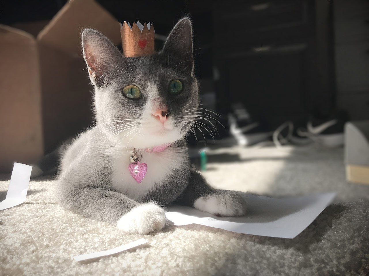 Kitten Campbell — Joseph, IL — St. Joseph Animal Hospital