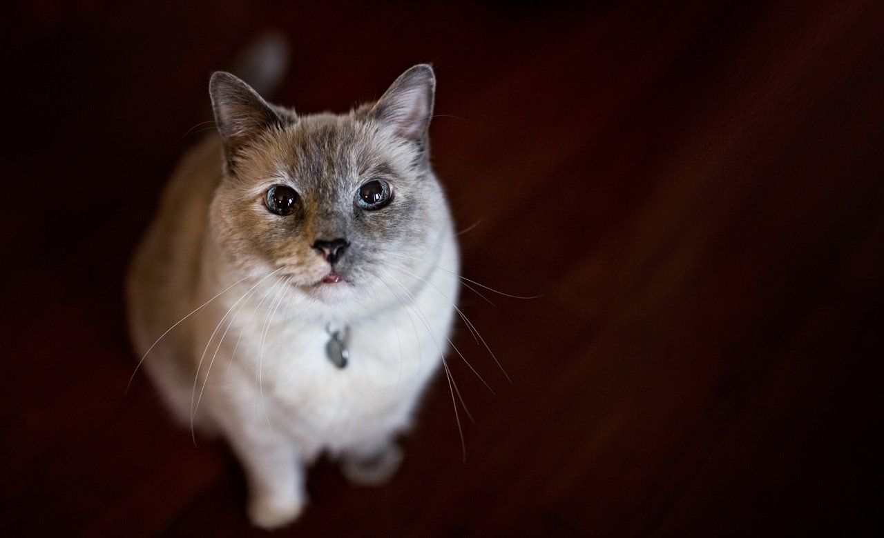 London Daniel — Joseph, IL — St. Joseph Animal Hospital