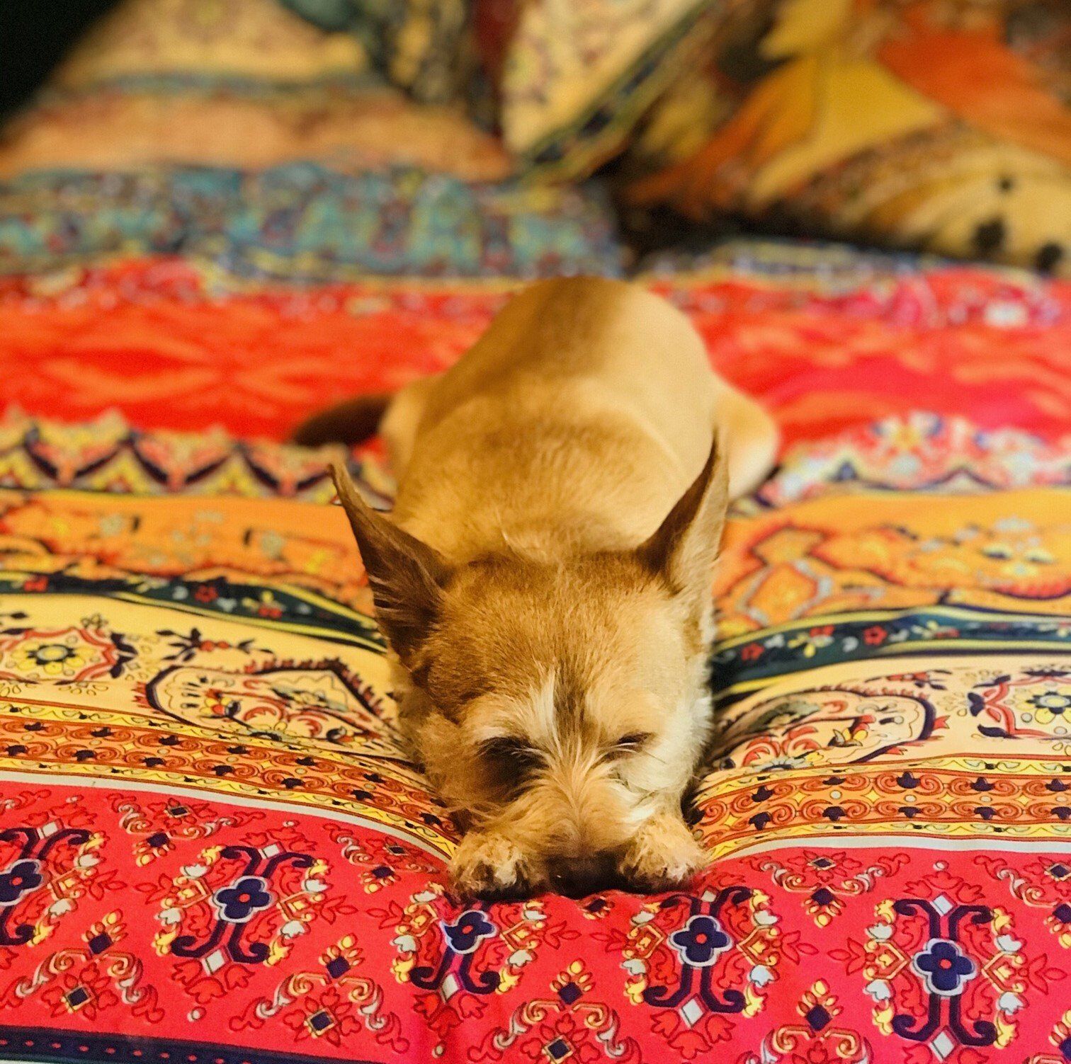 Naomi Delgadillo — Joseph, IL — St. Joseph Animal Hospital