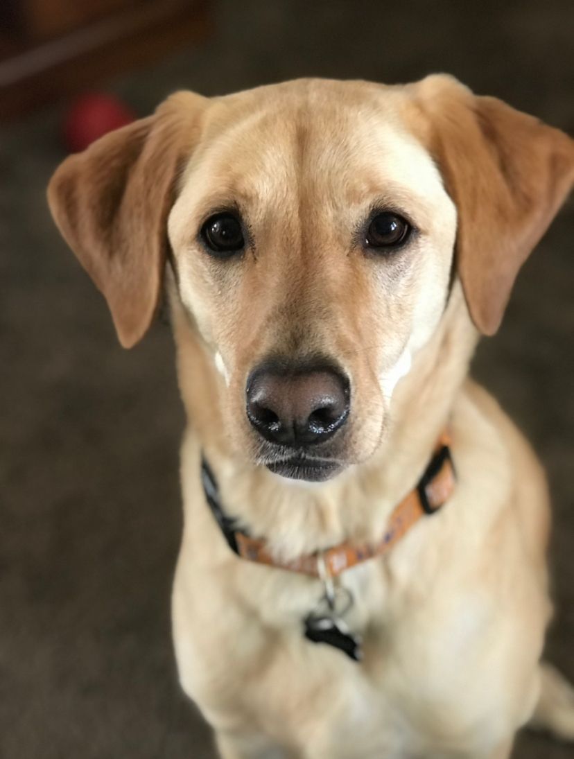 Penny Pierce — Joseph, IL — St. Joseph Animal Hospital