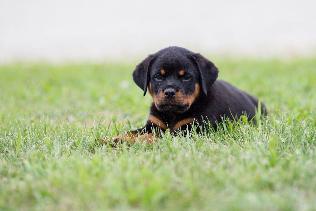 Puppy Daniel — Joseph, IL — St. Joseph Animal Hospital
