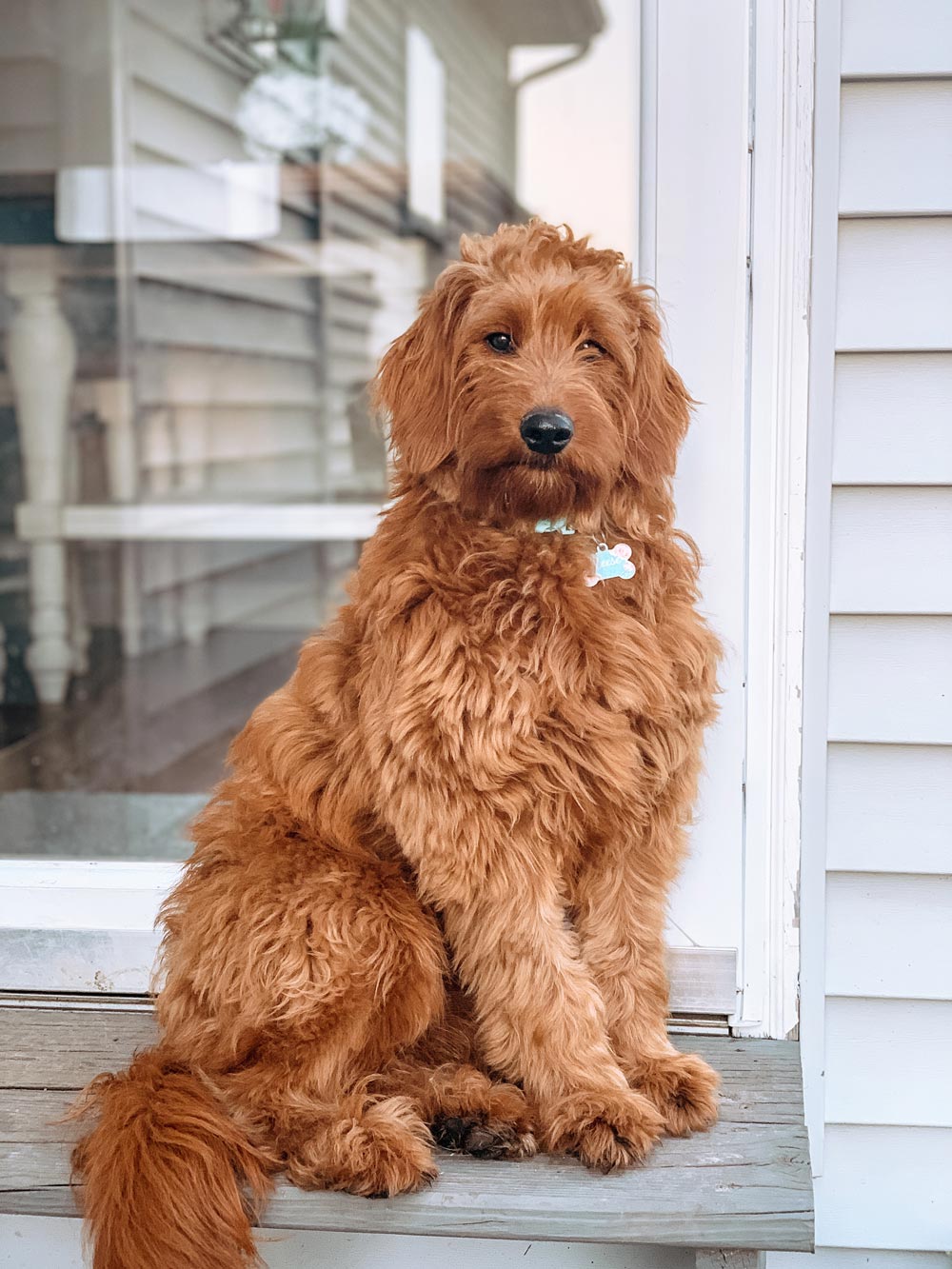 Reese Simmon — Joseph, IL — St. Joseph Animal Hospital