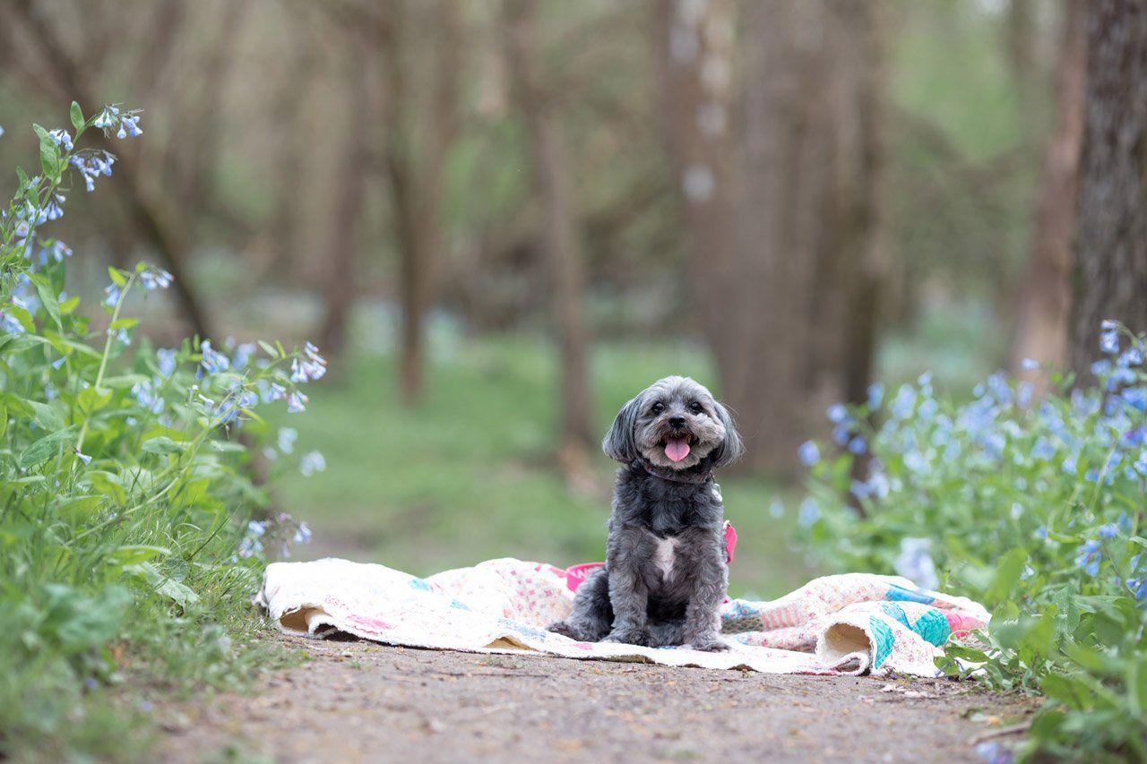 Stella Daniel — Joseph, IL — St. Joseph Animal Hospital