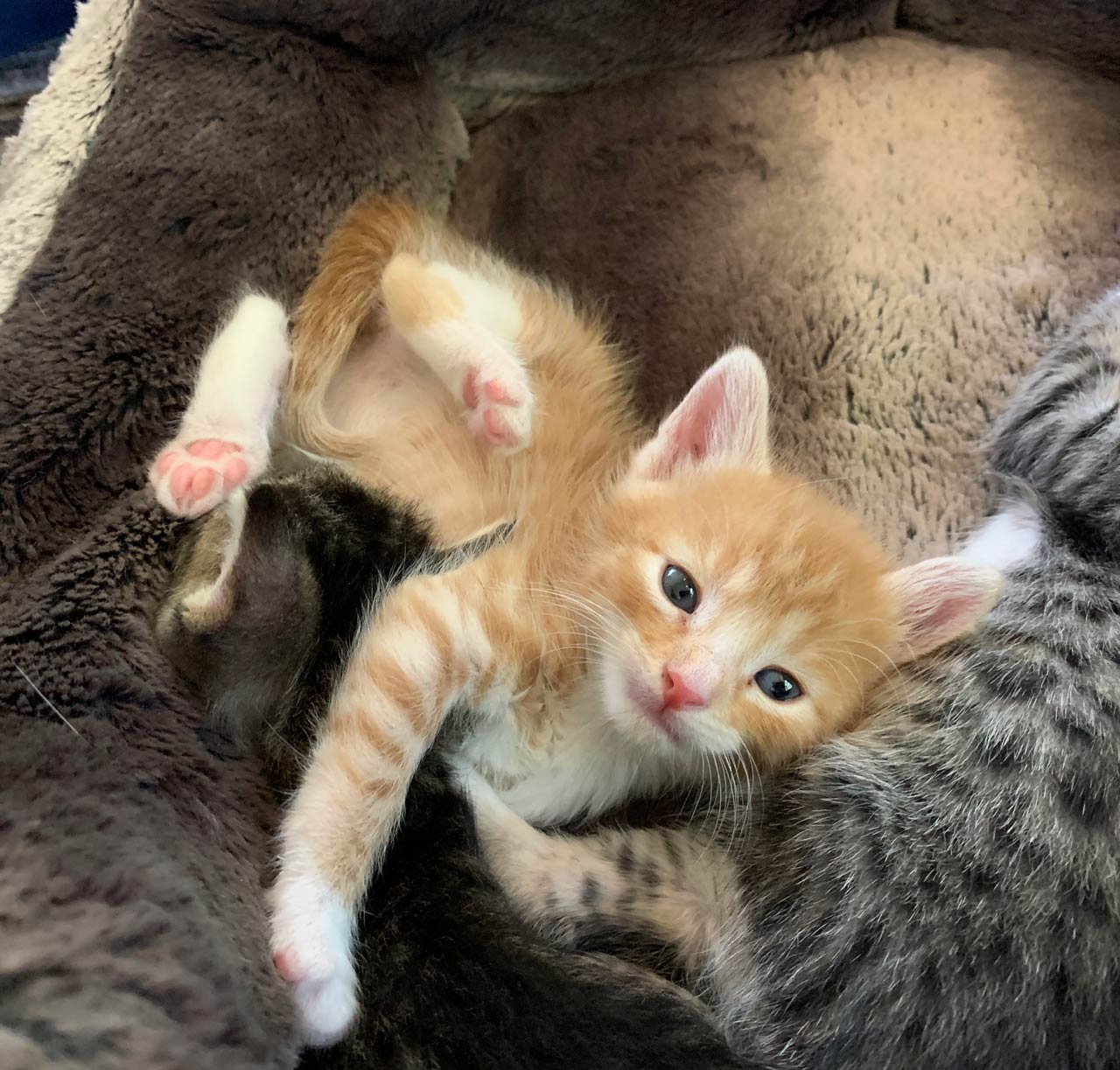 Talouse Morgan — Joseph, IL — St. Joseph Animal Hospital