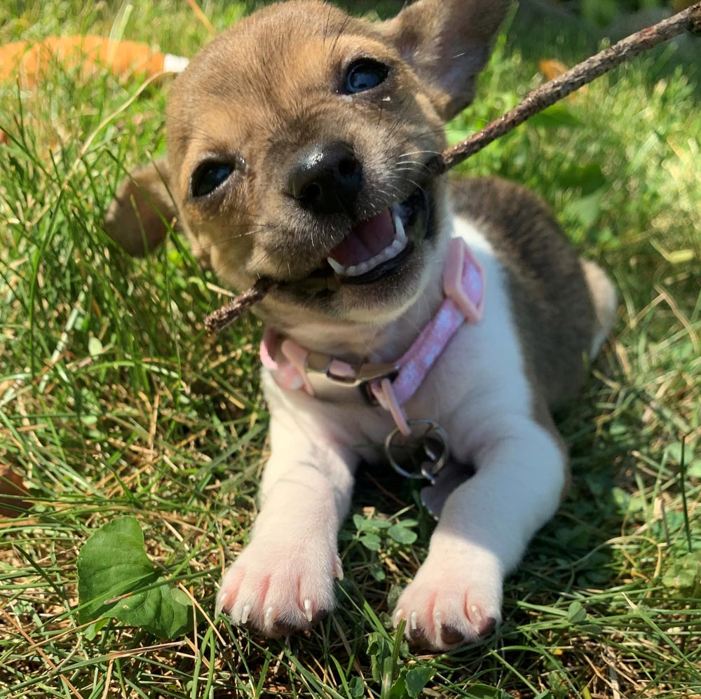 Taylor, Puppy — Joseph, IL — St. Joseph Animal Hospital