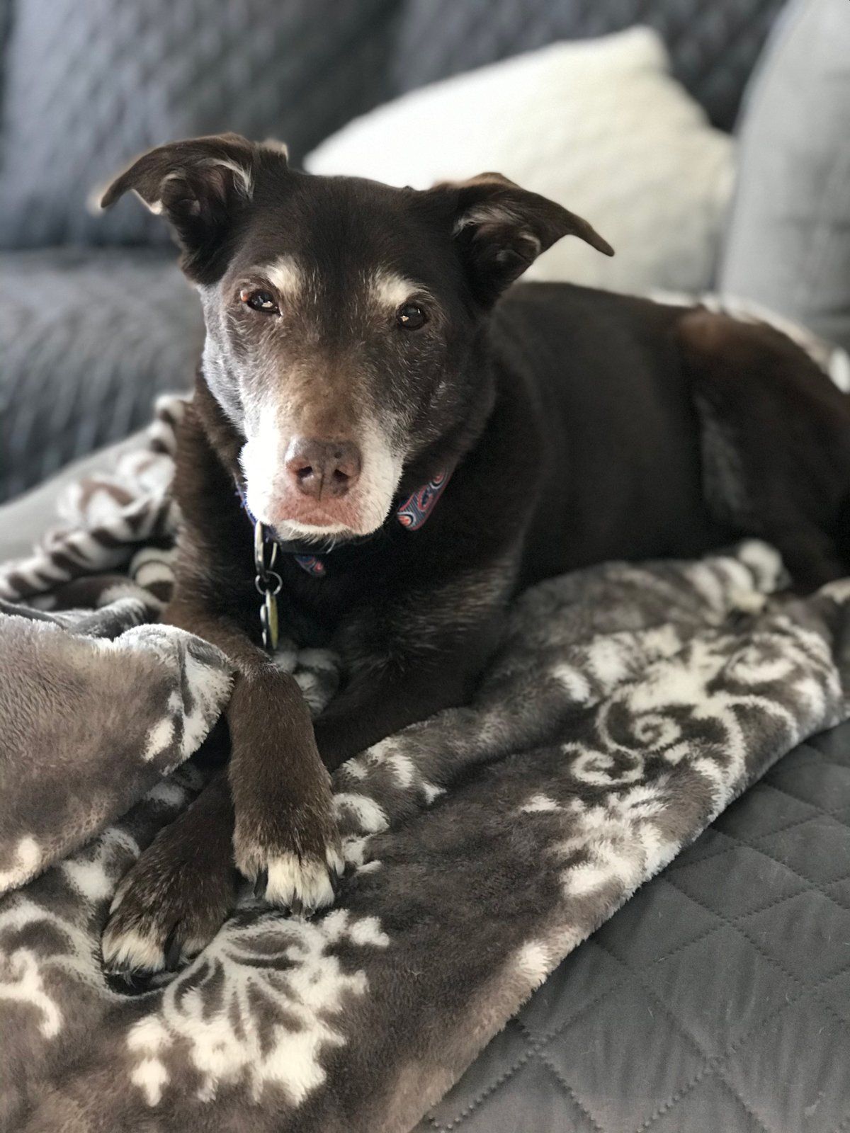 Wrigley Lile — Joseph, IL — St. Joseph Animal Hospital