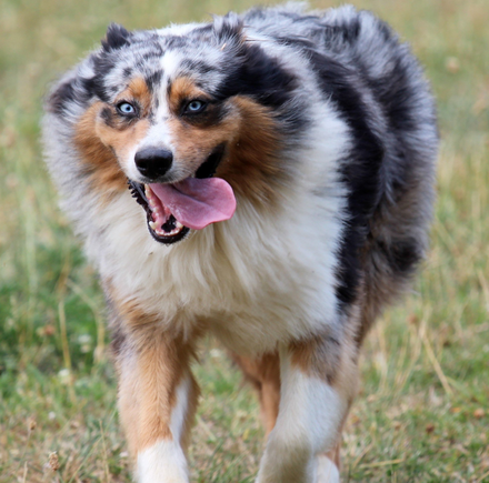Pet Care — Owners Bringing Their Pet To Veterinarian in St. Joseph, IL