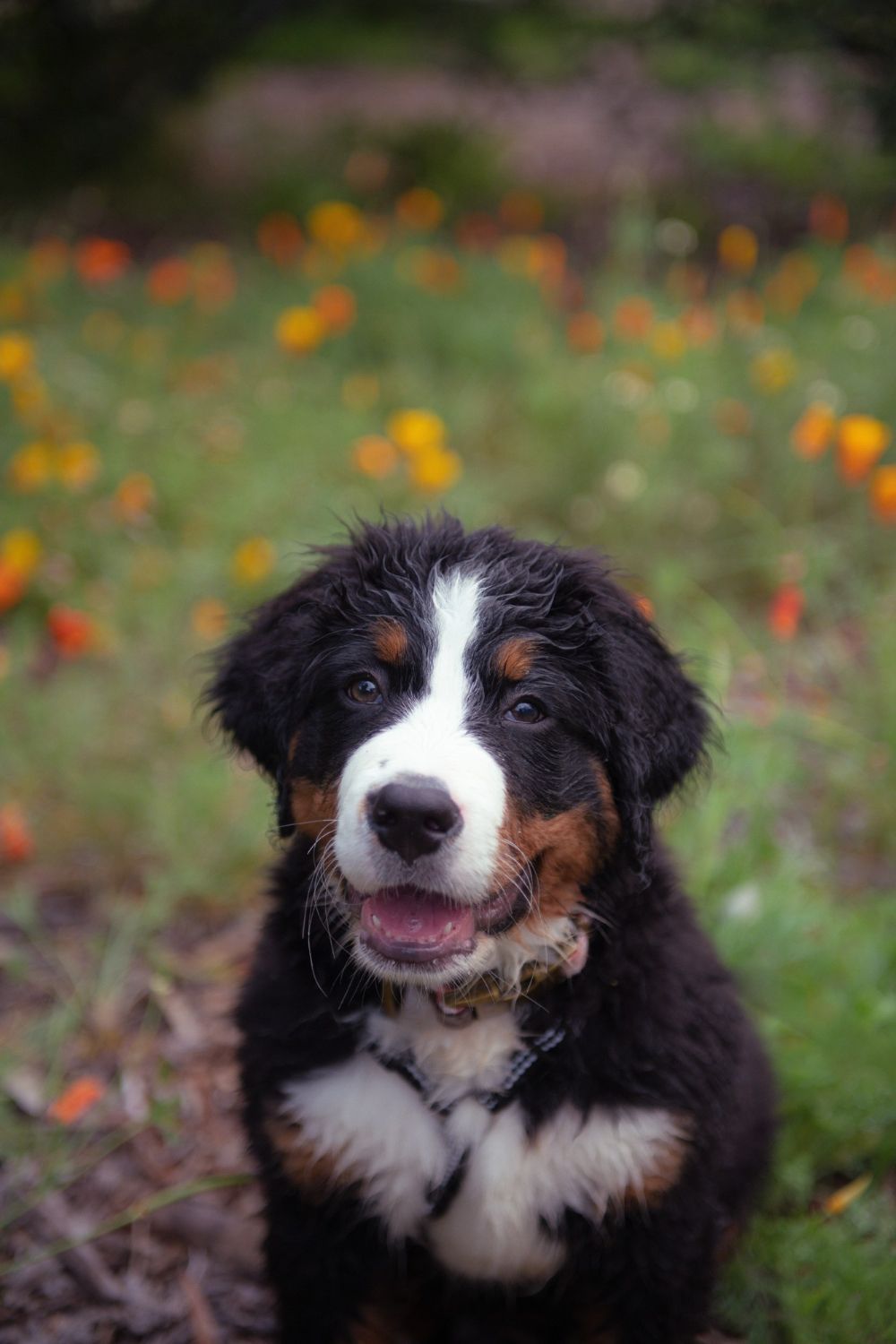 Bernese Mountain Dog puppy with a happy expression in a field of orange flowers.