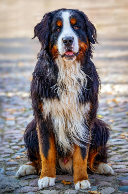 Bernese Mountain Dog sitting on cobblestone, black, brown, and white fur, tongue out.