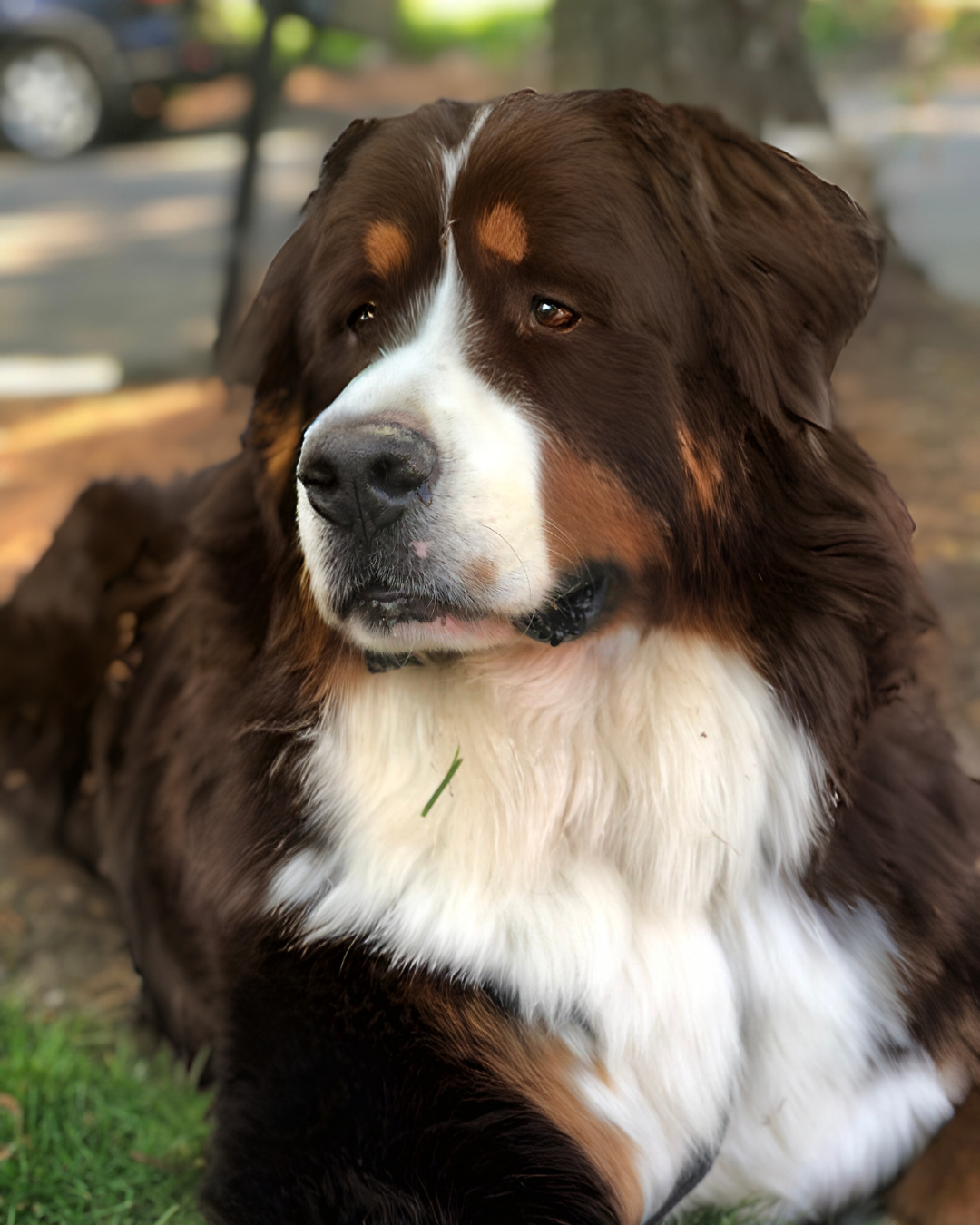 Bernese Mountain Dog with brown, white, and black fur, lying on grass, looking off to the side.