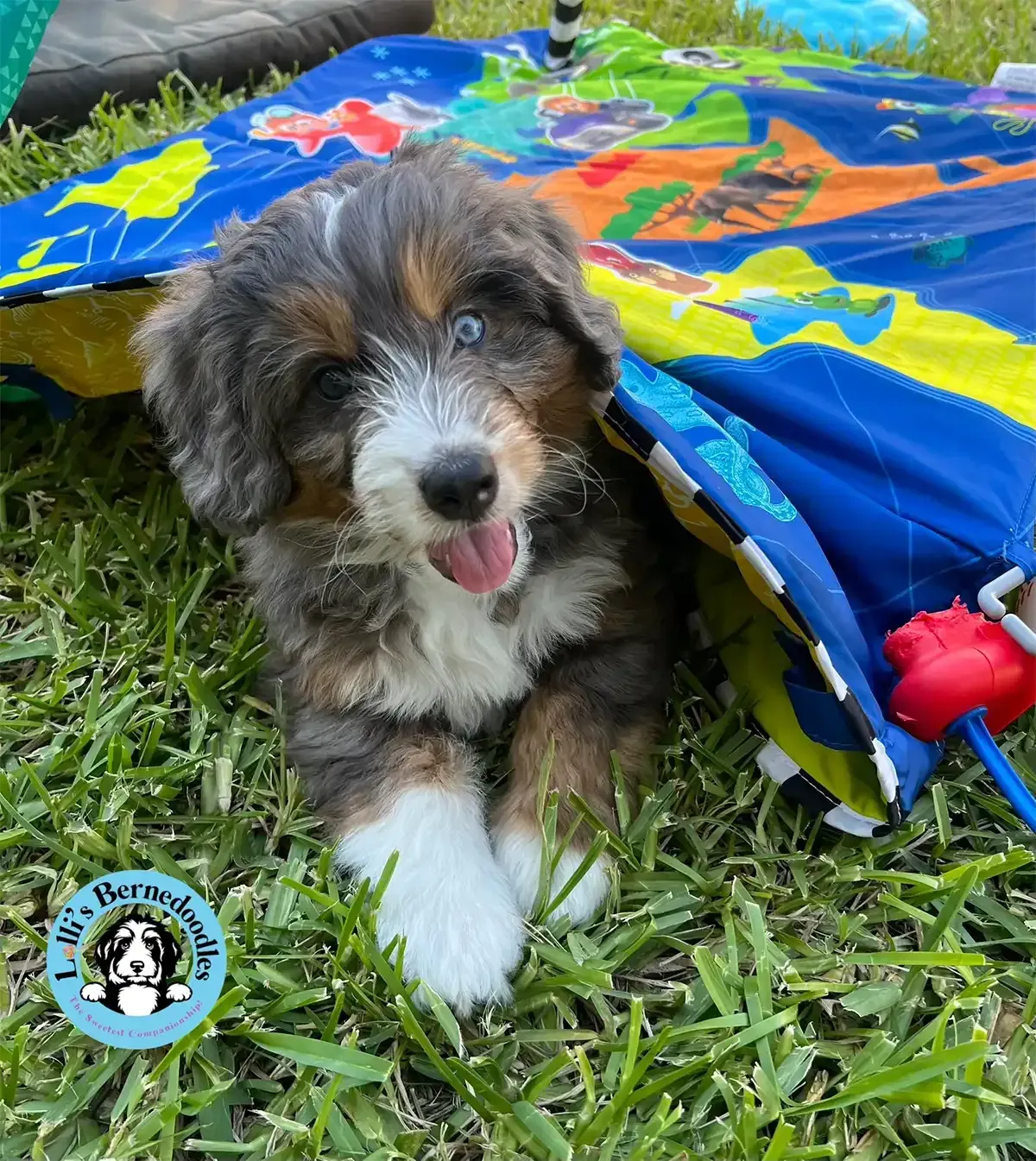 A puppy is laying under an blanket in the grass.