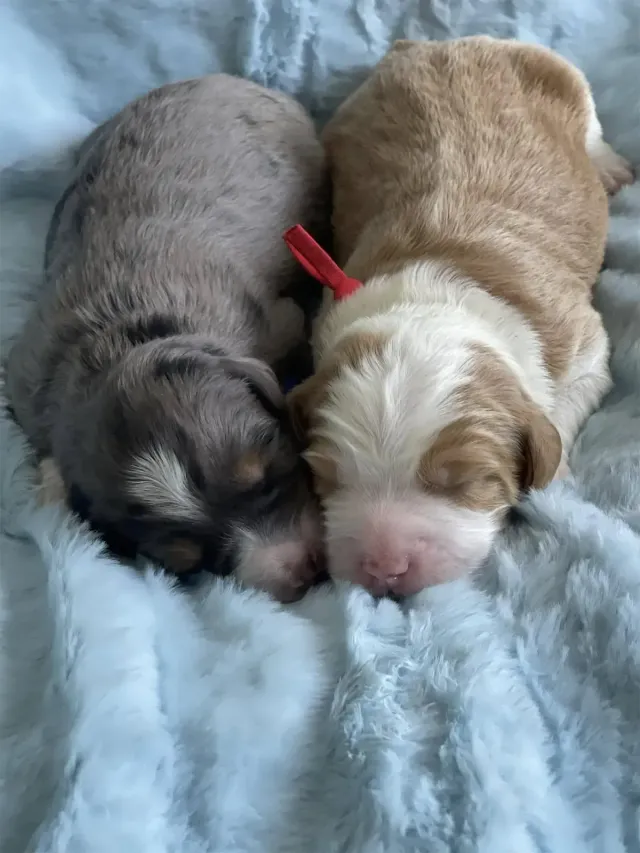 Two puppies are sleeping next to each other on a blanket.