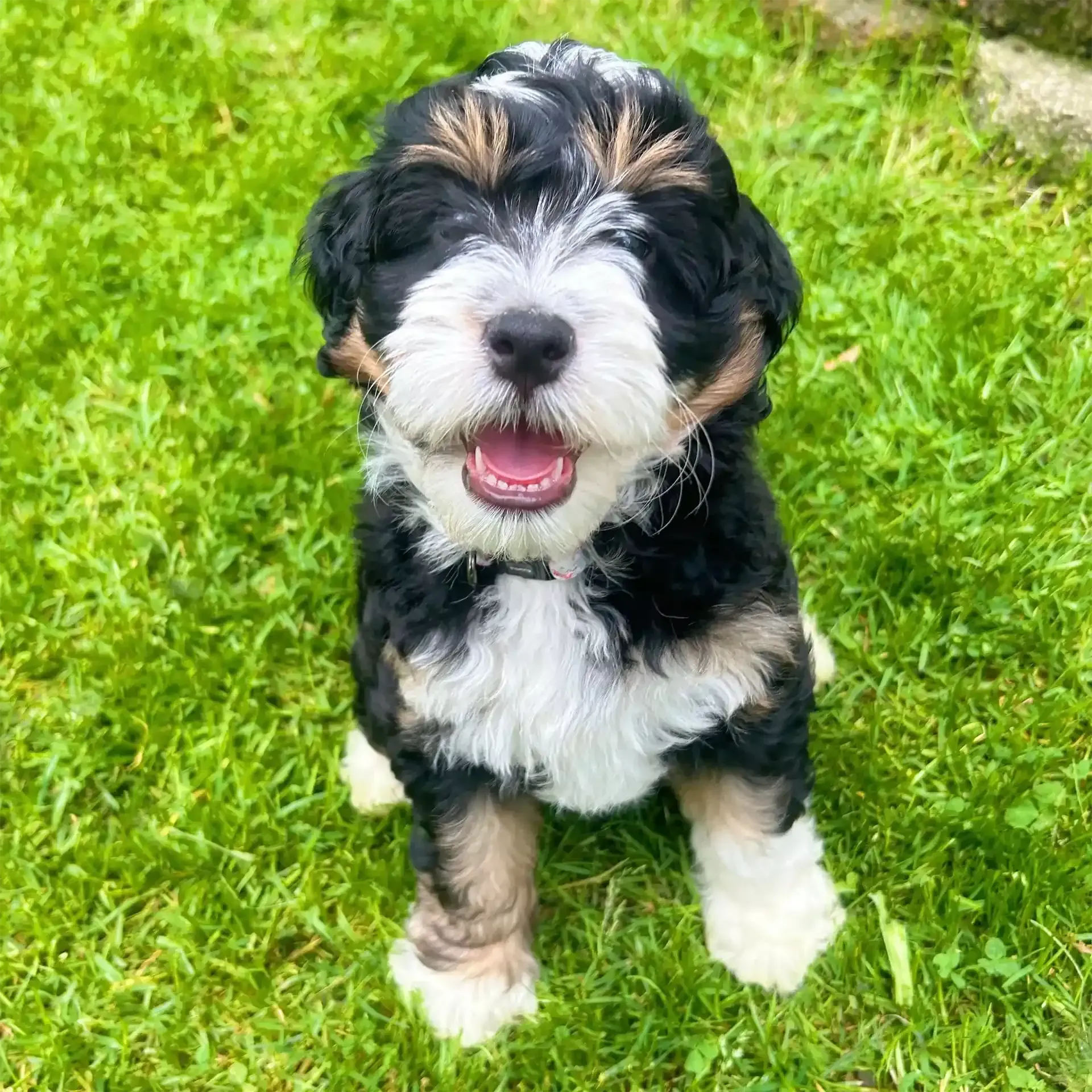 a dog outside on the grass