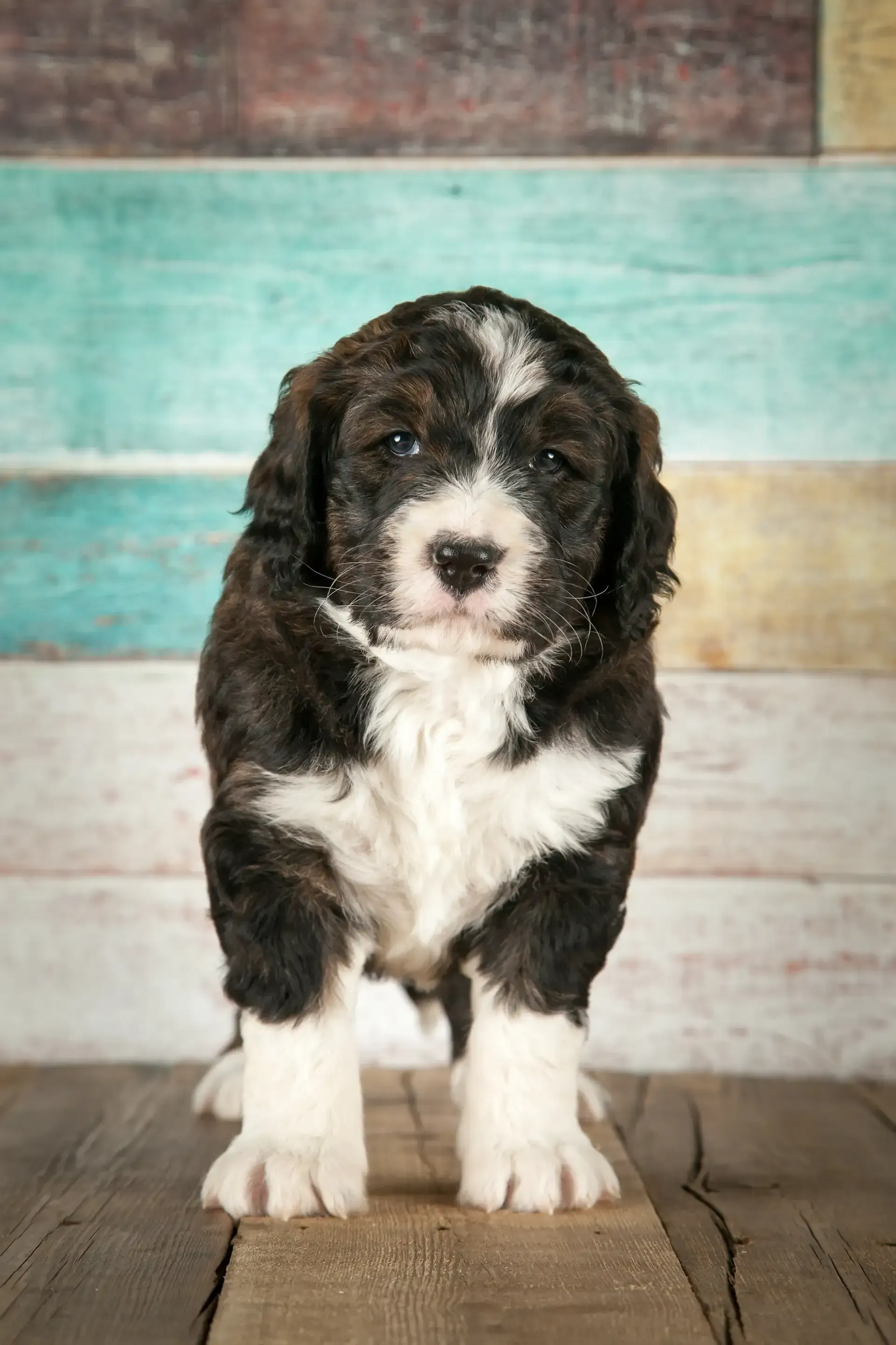 Puppy with curly black and white fur stands on wood, against a striped blue and brown background.