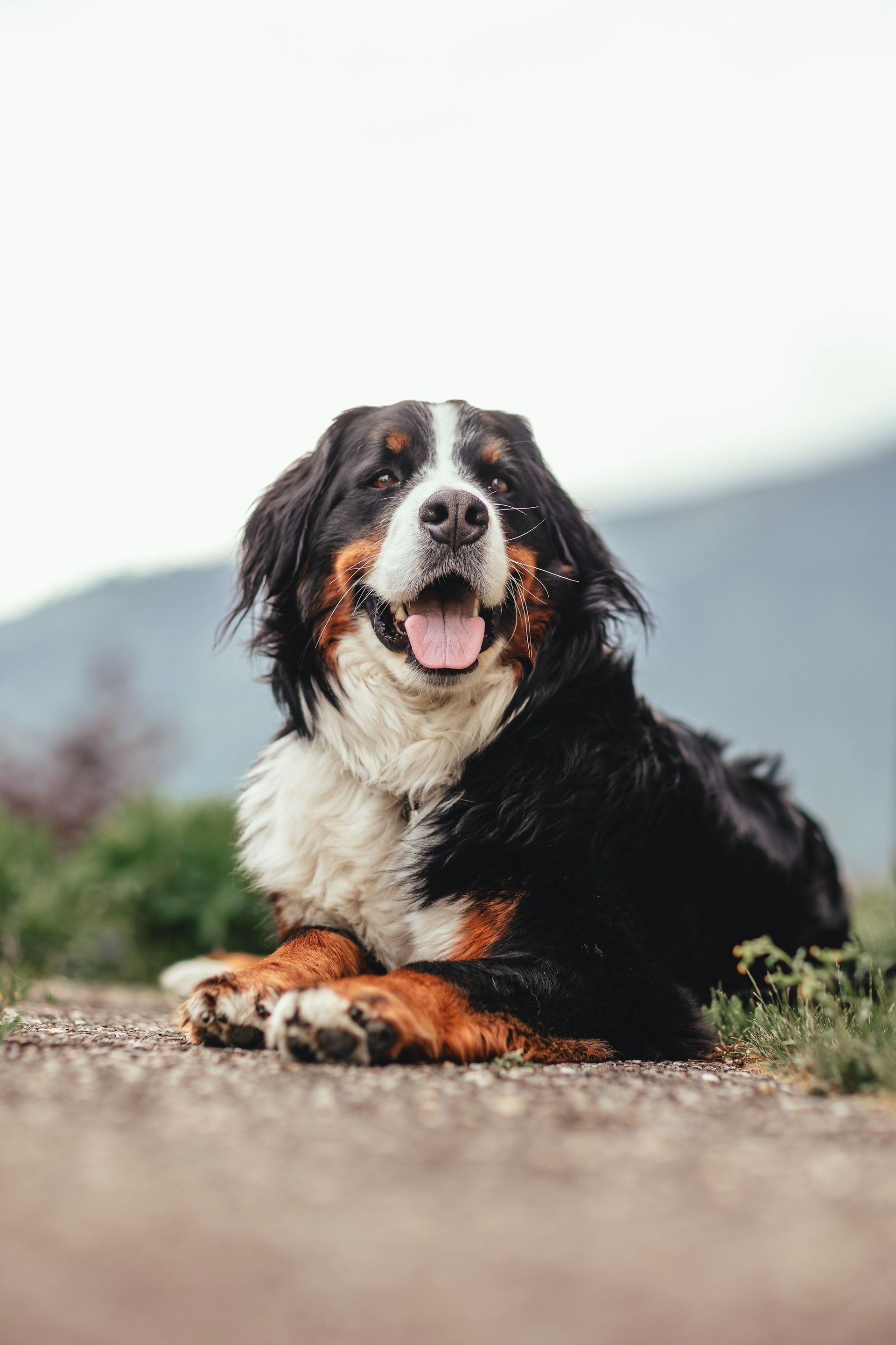 Bernese Mountain Dog lies on a path, panting. Black, white, and brown fur. Cloudy sky, mountains in the background.