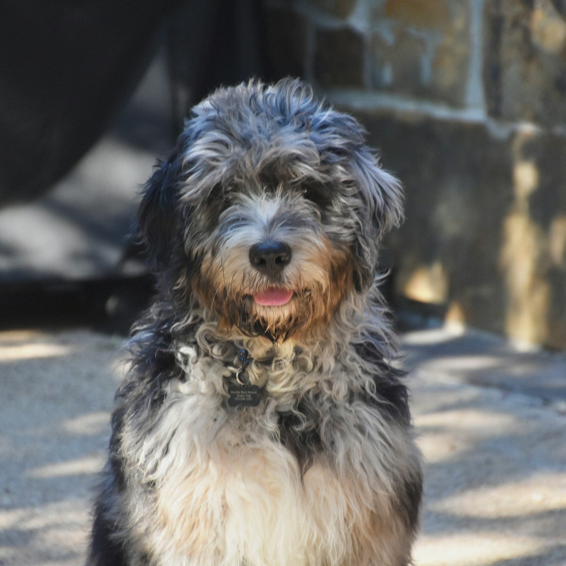 Medium-sized, shaggy dog with gray, black, and white fur sitting outdoors, tongue slightly out.